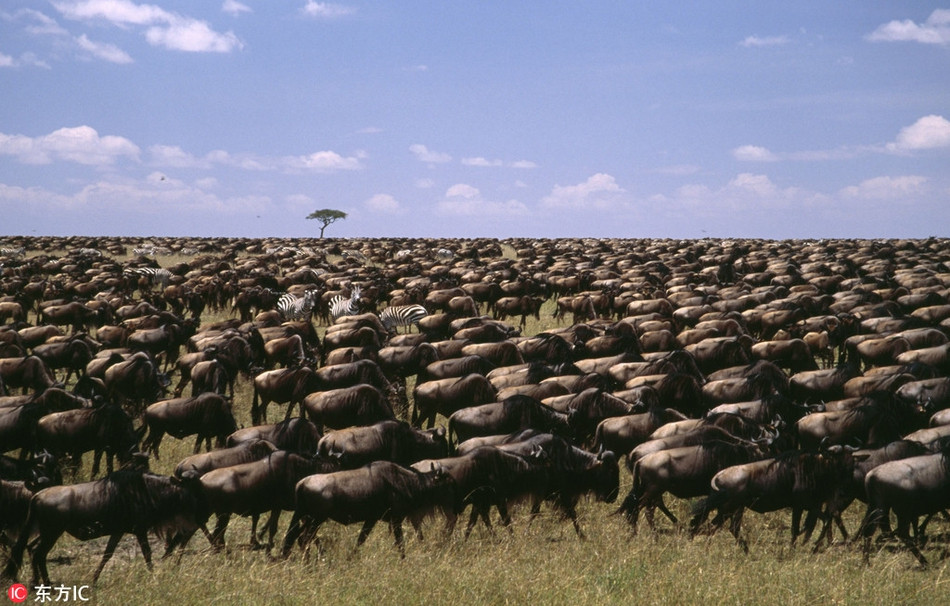 Hàng triệu con linh dương đầu bò và ngựa vằn chen chúc nhau di chuyển trên hành trình dài vài trăm cây số, tìm về miền đất quê hương.