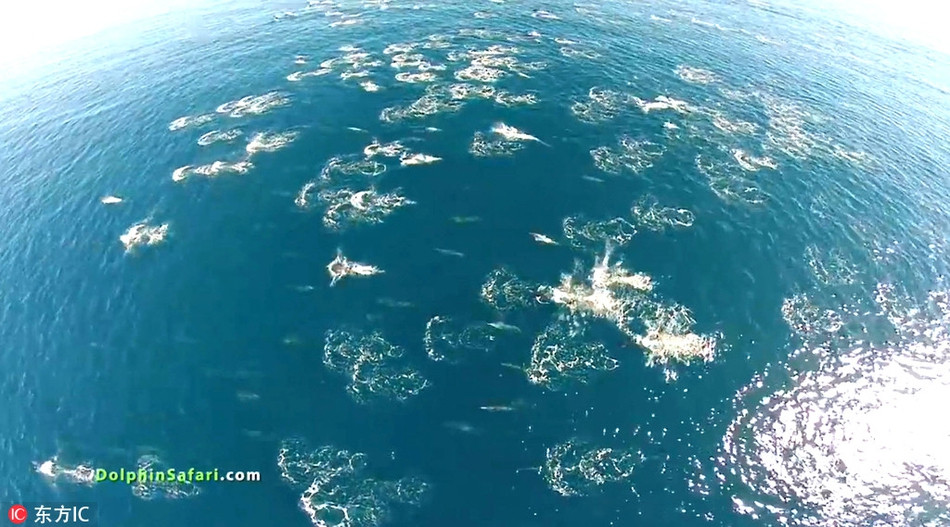Trong ảnh là những con cá heo đang di chuyển với số lượng lớn đến vùng nước ấm áp và có nhiều cá hơn.
