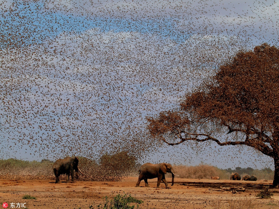 Thế nhưng khi mùa xuân tới, cây cỏ tốt mơn mởn, khí hậu ấm áp hơn, những loài động vật hoang dã chắc chắn sẽ lại quay về chốn cũ.