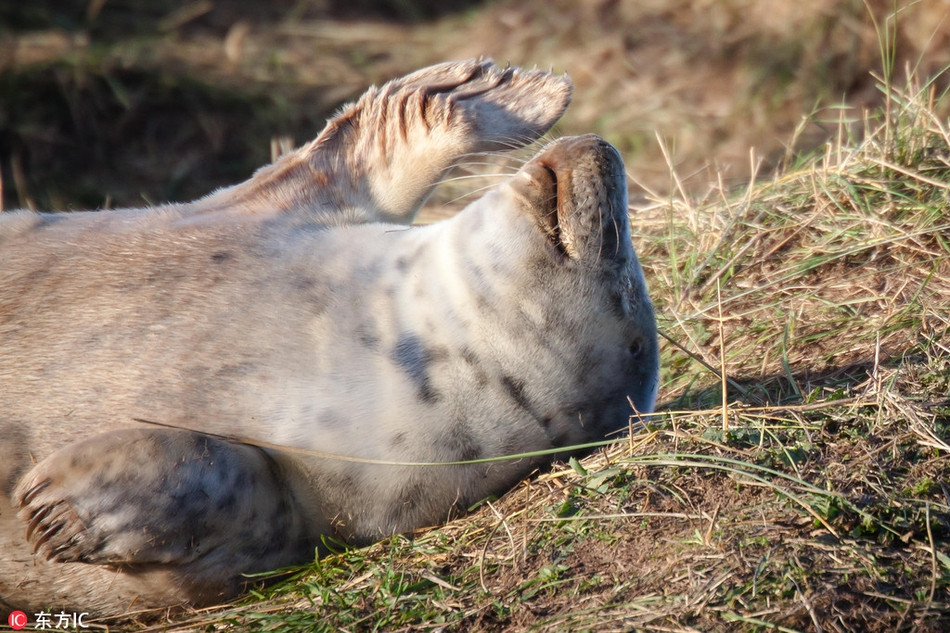 Một con hải cẩu khác tỏ ra thực sự thoải mái khi nhiếp ảnh gia tiếp cận ở khoảng cách gần. Nó nằm lăn ra đất, ngửa mặt lên trời như muốn tận hưởng tối đa ánh nắng ấm áp.
