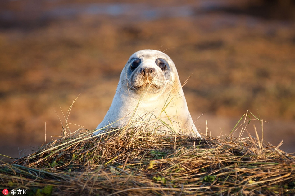 Trong ảnh là một con hải cẩu đang hết sức tò mò nhưng cũng vô cùng tự tin trước ống kính máy ảnh.