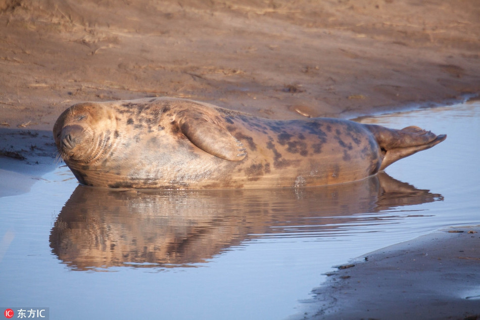Theo nhiếp ảnh gia Lloyd Durham, tại một khoảnh khắc, một con hải cẩu nhỏ đã rướn hẳn người dậy, nhìn thẳng vào camera, giơ chiếc vây ngắn của mình ra như muốn nói: "Hey Lloyd, chúc mừng năm mới nhé!".