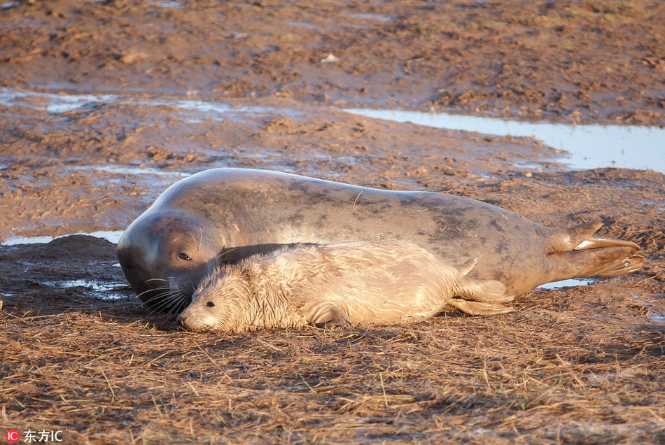 Chúng để mặc cho nhiếp ảnh gia tới gần, chụp ảnh mà không có bất cứ phản ứng quá khích nào. Những con hải cẩu đơn giản là nghỉ ngơi, nằm thư giãn, đón chào năm mới.