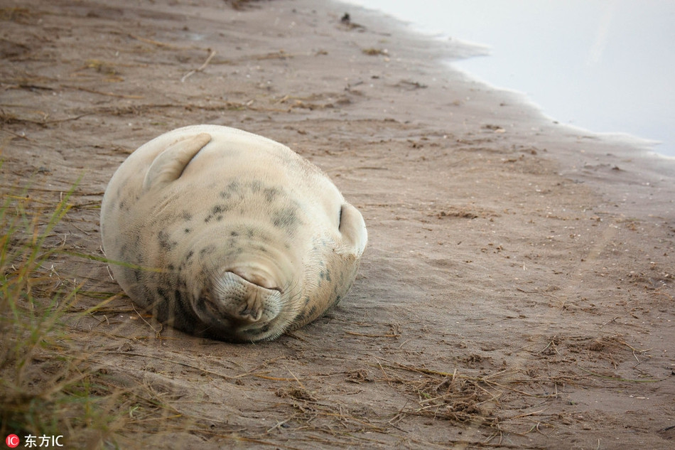 Một con hải cẩu nằm ngủ say sưa, phơi bụng tròn vo trên nền đất cát ẩm ướt.
