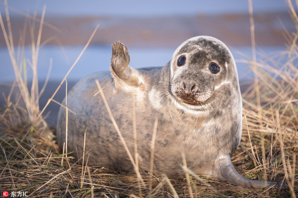 Mới đây, nhiếp ảnh gia Lloyd Durham đến Donna Nook, một bãi biển vùng thấp ở Lincolnshire, Anh và dành cả ngày tại đây để ghi lại những hình ảnh siêu đáng yêu và ấn tượng về những con hải cẩu vui tính.