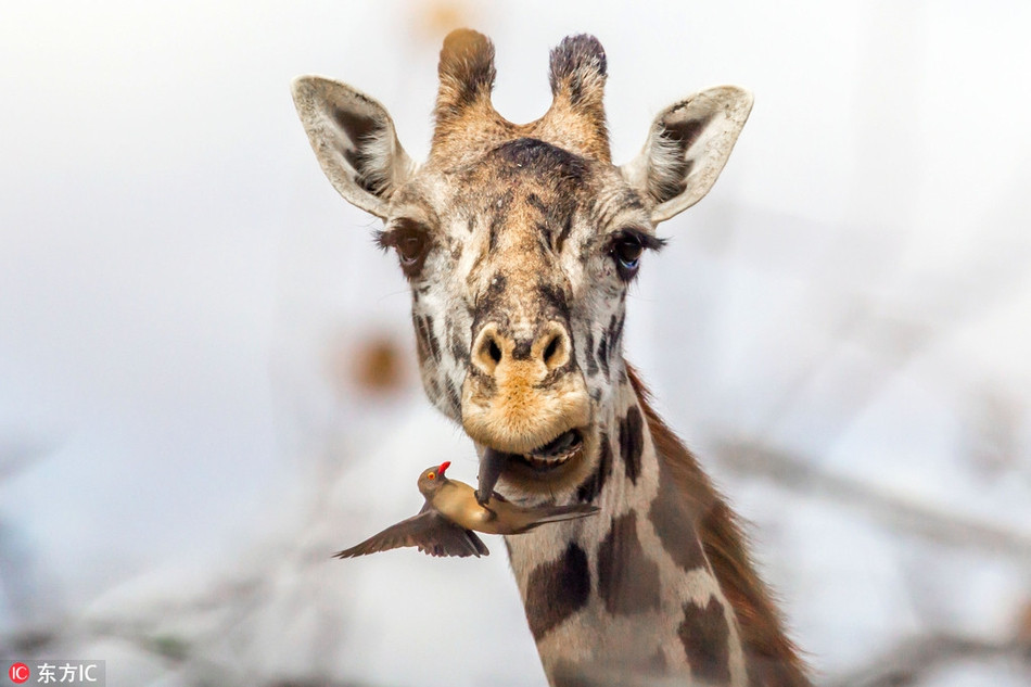 Hai huoc huou cao co ngoan ngoan de 