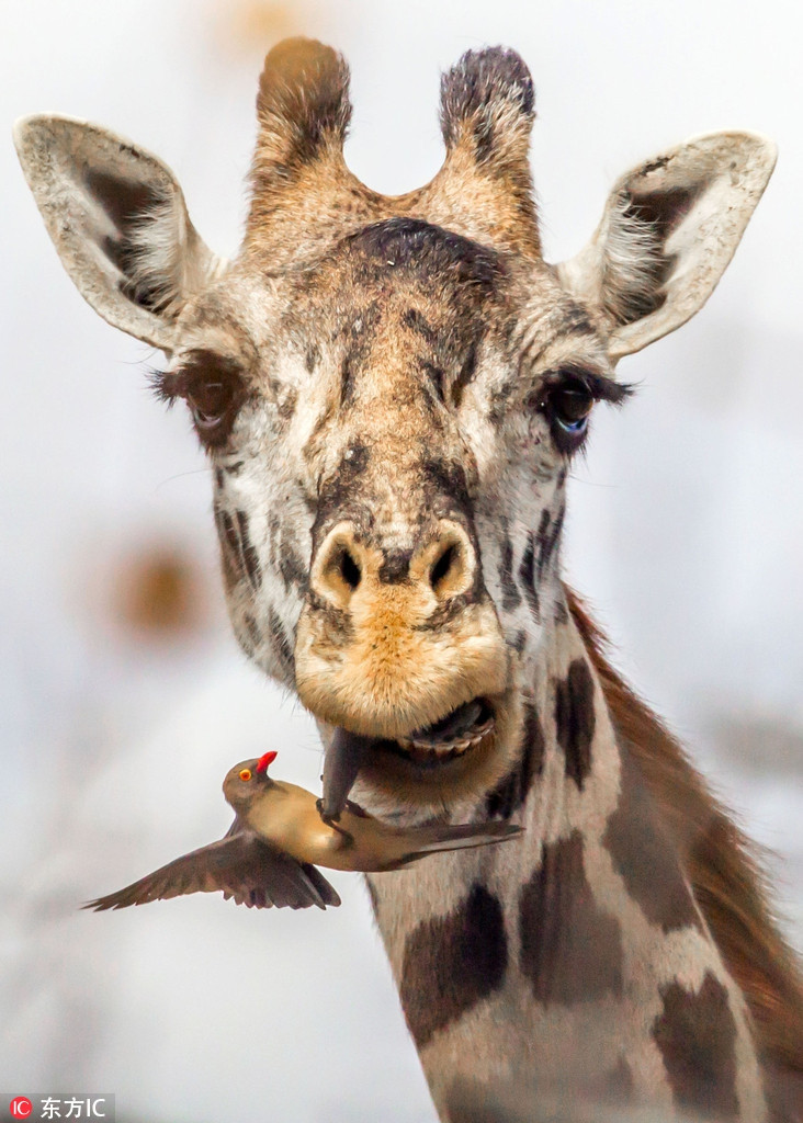 Hai huoc huou cao co ngoan ngoan de 