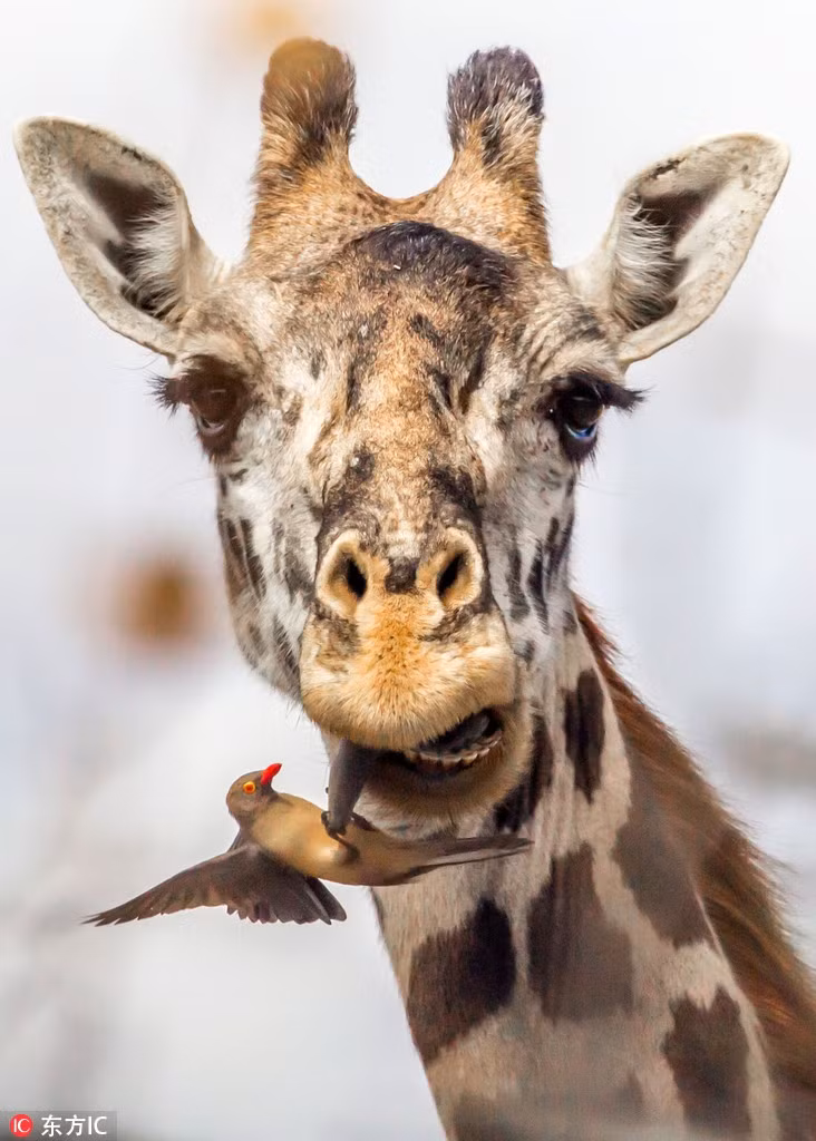 Hai huoc huou cao co ngoan ngoan de 