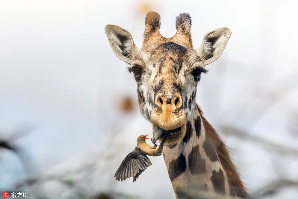 Hai huoc huou cao co ngoan ngoan de 