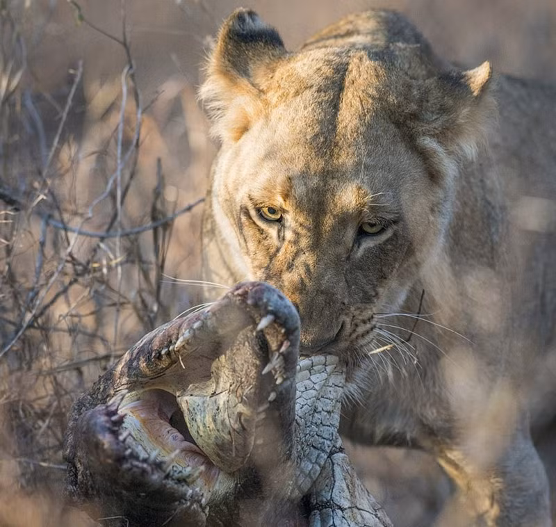 Cuc hiem su tu xe xac, can nuot ca sau ngon lanh-Hinh-5