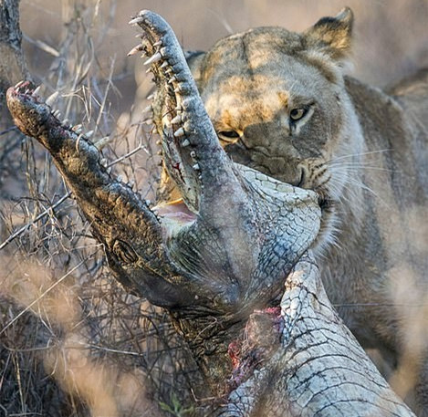 Cuc hiem su tu xe xac, can nuot ca sau ngon lanh-Hinh-4