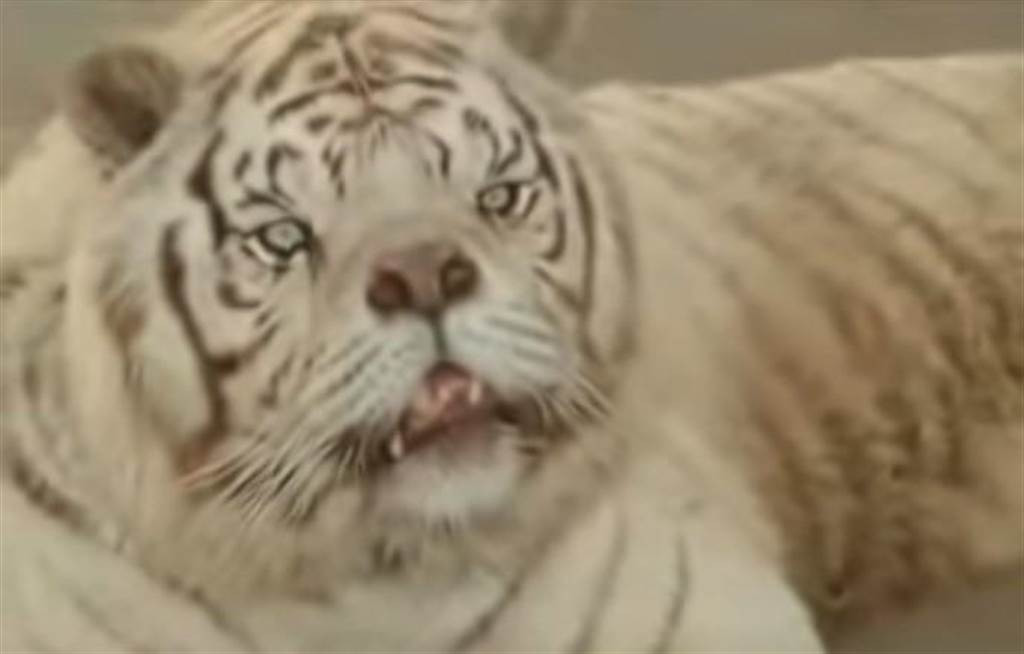 Su thuc dang so sau hinh anh con ho xau xi nhat