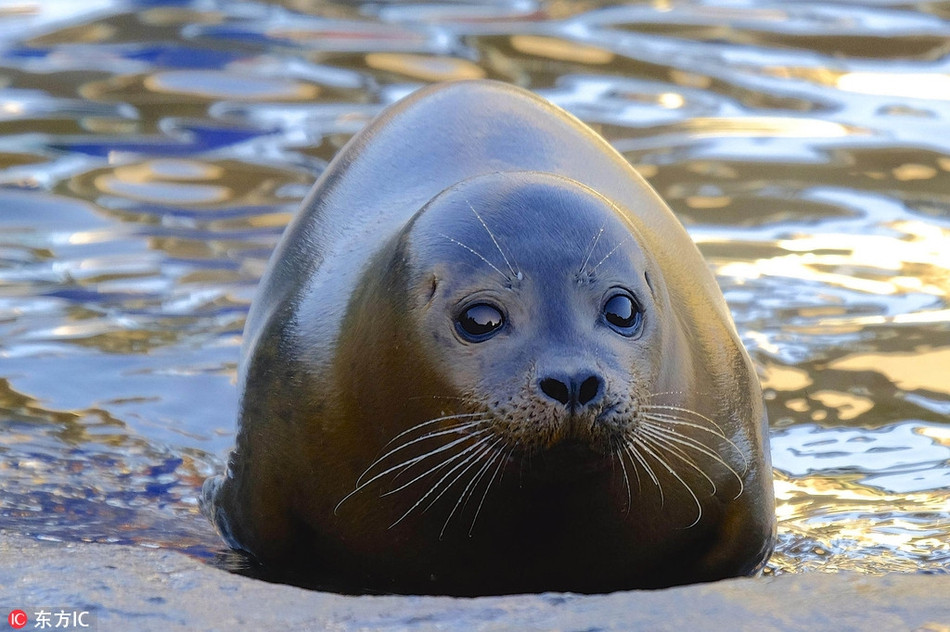 Hải cẩu ngượng ngùng và không muốn tiếp chuyện bất cứ một ai nhắc đến chuyện "giảm cân đón Tết".