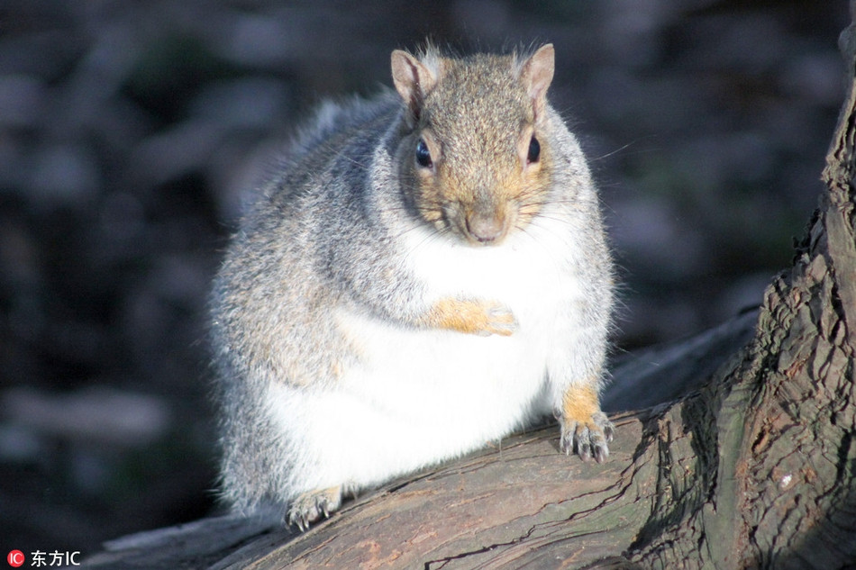 Béo đến tròn bụng, chú sóc xám này vẫn cố gắng dùng tay che bớt bụng với suy nghĩ, che được phần nào hay phần đấy. (Thông tin trong bài chỉ mang tính chất hài hước, vui nhộn).