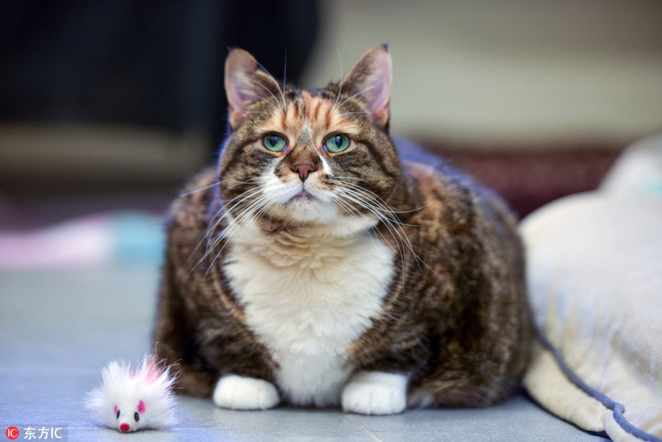 Buồn bã vì giảm cân không thành công để "đón Tết", chú mèo cưng đáng yêu này chán nản đến mức không thèm cả đồ chơi mới. Khuôn mặt của chú ta vô cùng tội nghiệp.