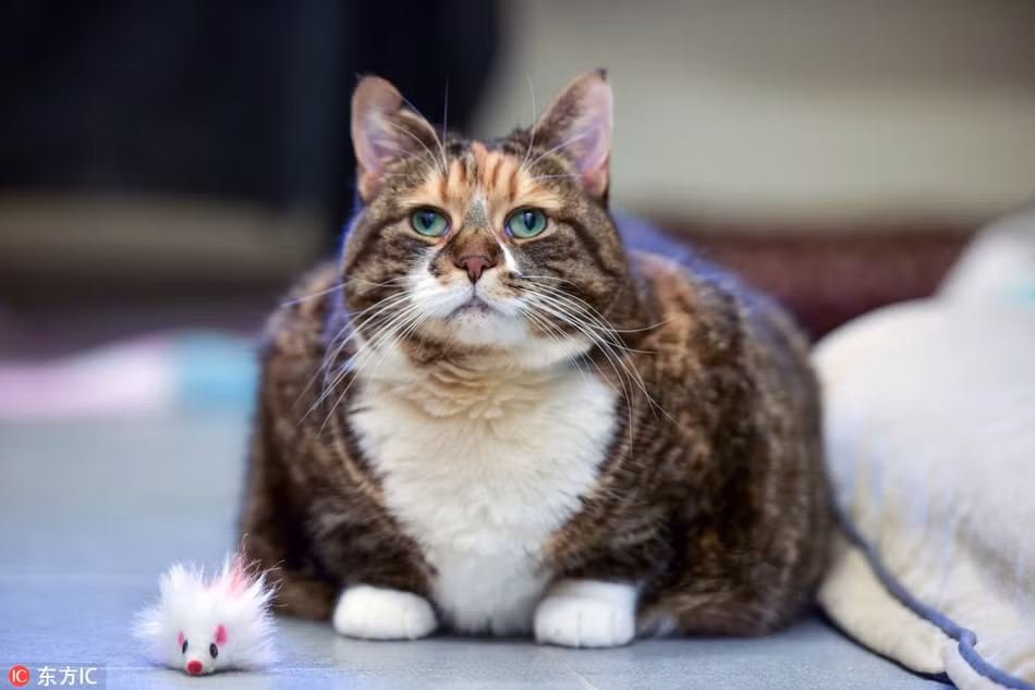 Buồn bã vì giảm cân không thành công để "đón Tết", chú mèo cưng đáng yêu này chán nản đến mức không thèm cả đồ chơi mới. Khuôn mặt của chú ta vô cùng tội nghiệp.