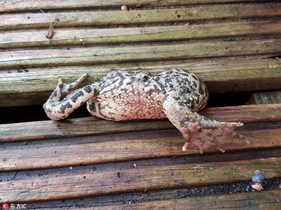 Xấu hổ đến mức không muốn đối diện với mọi người khi nói đến cân nặng, con cóc này quyết trốn đi. Đáng tiếc, do quá béo, nó mắc kẹt giữa hai tấm gỗ, tình cảnh lại càng đáng xấu hổ hơn.