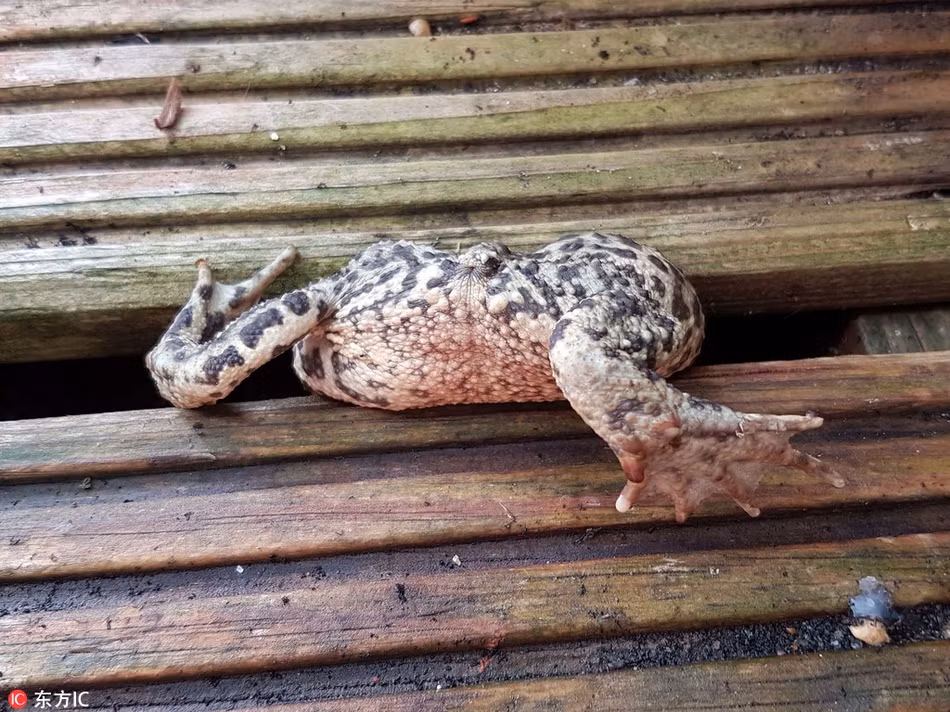 Xấu hổ đến mức không muốn đối diện với mọi người khi nói đến cân nặng, con cóc này quyết trốn đi. Đáng tiếc, do quá béo, nó mắc kẹt giữa hai tấm gỗ, tình cảnh lại càng đáng xấu hổ hơn.