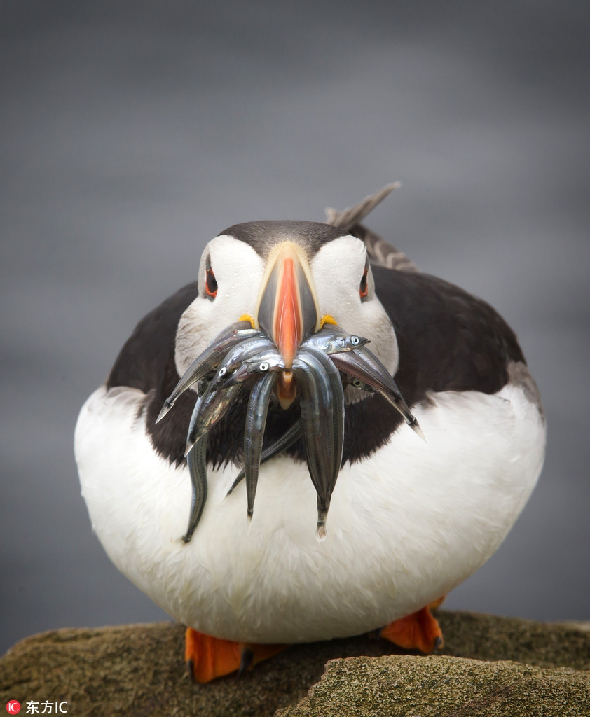 Mặc dù bị chê béo, chê thừa cân nhưng con chim biển này dường như không màng tới những lời nhận xét về ngoại hình của mình. Nó vẫn tận hưởng cuộc sống giống như ngày nào cũng là ngày Tết.