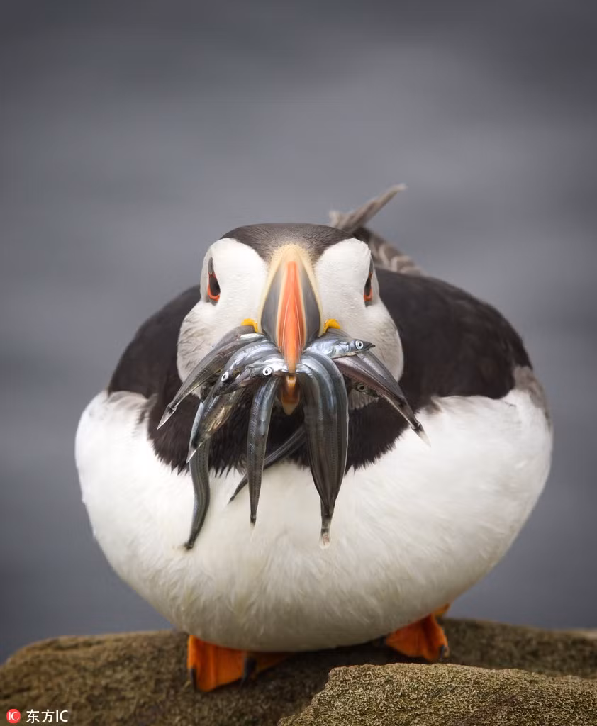 Mặc dù bị chê béo, chê thừa cân nhưng con chim biển này dường như không màng tới những lời nhận xét về ngoại hình của mình. Nó vẫn tận hưởng cuộc sống giống như ngày nào cũng là ngày Tết.