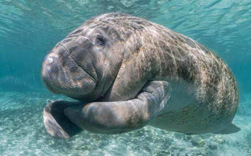 Dieu kinh ngac ve lon bien 