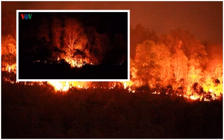 Ngay sau khi xảy ra vụ cháy, lãnh đạo tỉnh Bình Định đã huy động trên 800 cán bộ, chiến sĩ và người dân thâu đêm chữa cháy. Đến 3h sáng 10/8/2014, vụ cháy mới được dập tắt hoàn toàn. Vụ cháy làm thiệt hại khoảng 20 ha rừng của Công ty TNHH Lâm nghiệp Quy Nhơn. Theo kết luận của Hội đồng định giá tài sản trong tố tụng hình sự TP Quy Nhơn, tổng giá trị thiệt hại tài sản của vụ cháy rừng lên đến trên 1 tỷ đồng.