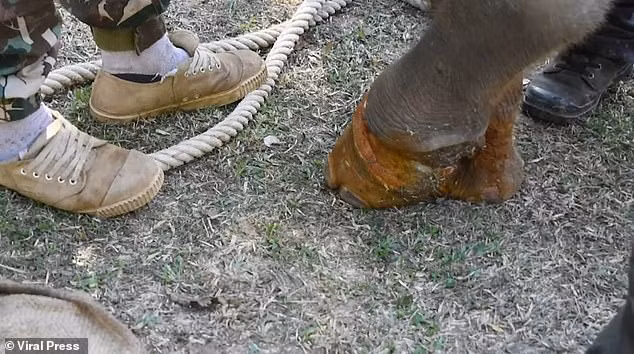 Xot xa be voi bi ke san trom hanh ha den chet-Hinh-2