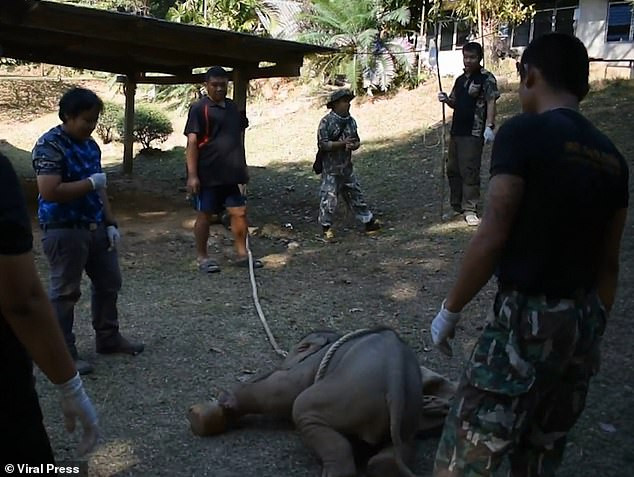 Xot xa be voi bi ke san trom hanh ha den chet-Hinh-3