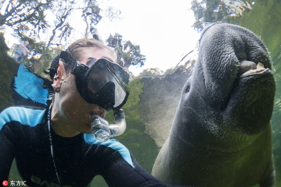 Không chỉ hào phóng, vui vẻ chia sẻ không gian dưới nước, lợn biển thậm chí còn cho phép hai người phụ nữ chạm vào, vuốt ve cơ thể của nó, khiến cuộc gặp gỡ trở nên vô cùng đáng nhớ.