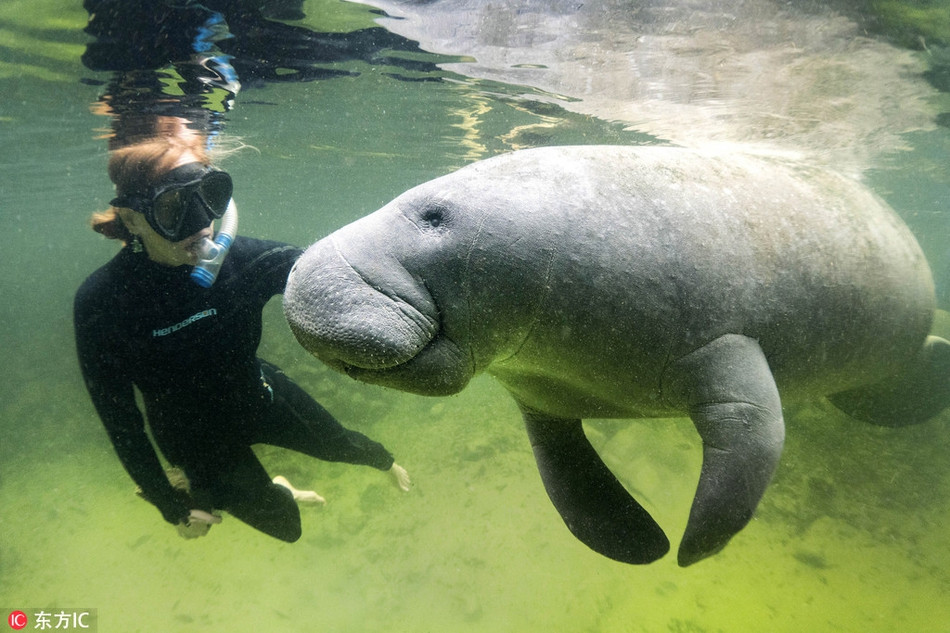 Tuy vậy, lợn biển lại là loài động vật ù lì bậc nhất. Mỗi tiếng đồng hồ, lợn biển chỉ lê bước được khoảng 3 tới 5 km trong khi vận tốc thực sự là 20km/h.