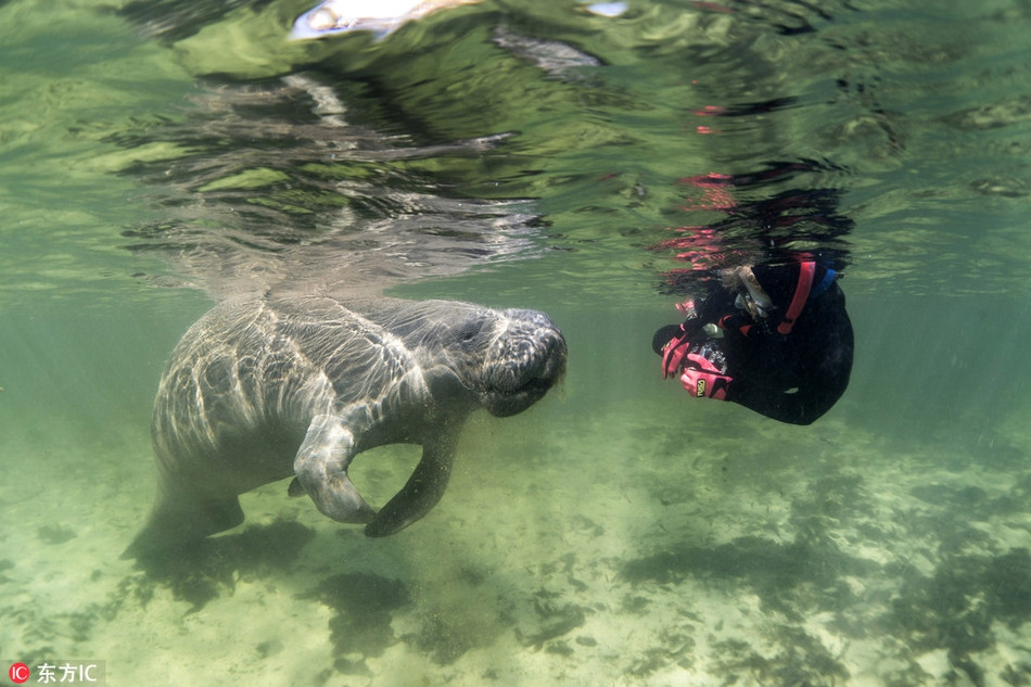 Lợn biển cũng được liệt vào những loài động vật bị đe dọa tuyệt chủng, cần được bảo vệ gắt gao.