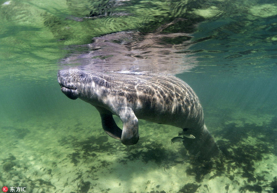 Theo thông tin đăng tải, bị thu hút bởi những hành động của con người, con lợn biển tò mò đã quyết định bơi lại gần nhiếp ảnh gia và bạn của cô.