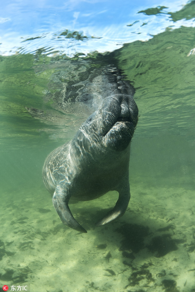 Theo tìm hiểu, lợn biển được người thời xưa coi như hình mẫu của mỹ nhân ngư. Vì thế, tên khoa học Sirenia của họ lợn biển xuất phát từ nhân vật người cá Siren trong thần thoại Hy Lạp.