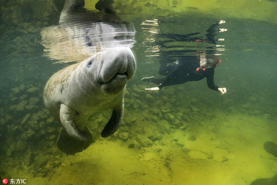 Lợn biển cũng được đánh giá là rất thông minh, không kém cạnh so với cá heo.