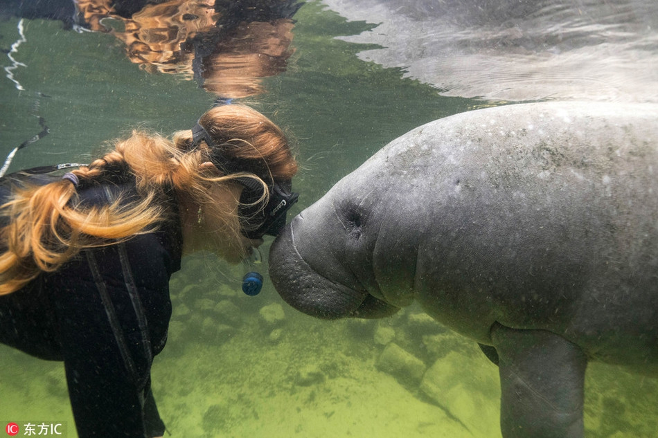 Không chỉ tiếp xúc ở khoảng cách gần, con lợn biển còn bơi đảo quanh hai người phụ nữ và tỏ ra rất thân thiện.