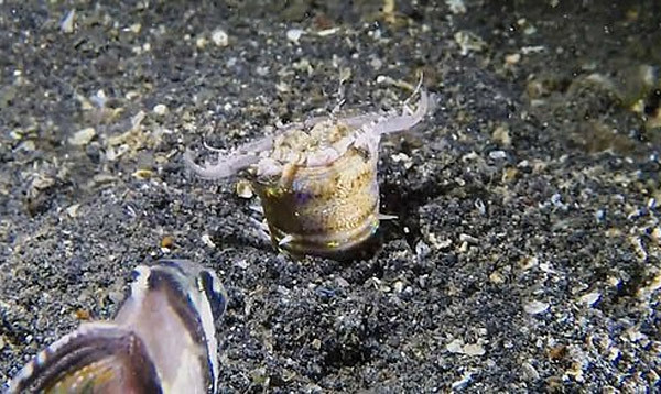 Man san giet ron nguoi cua giun an thit duoi day bien