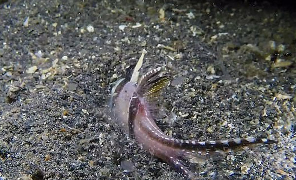 Man san giet ron nguoi cua giun an thit duoi day bien-Hinh-3