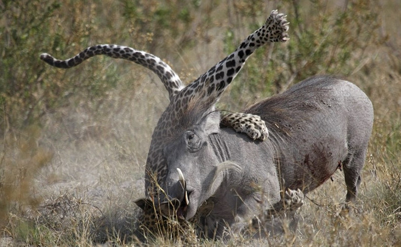 Lon rung khien bao hoa mai “hit bui” khi so ke toc do