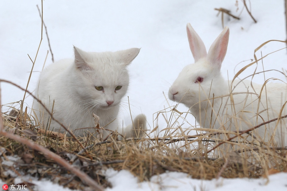 Mới đây, nhiếp ảnh gia Ozkan Bilgin vô tình ghi được cảnh tượng thú vị về màn gặp gỡ giữa một con mèo trắng lang thang và một con thỏ trắng ở vùng hoang dã thuộc tỉnh Van, phía đông Thổ Nhĩ Kỳ.