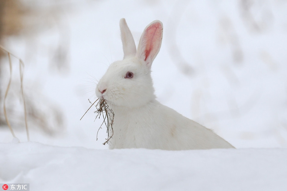 Cũng vì vậy, con thỏ có vẻ nhút nhát và không muốn làm quen với mèo trắng, khiến mèo trắng hụt hẫng.