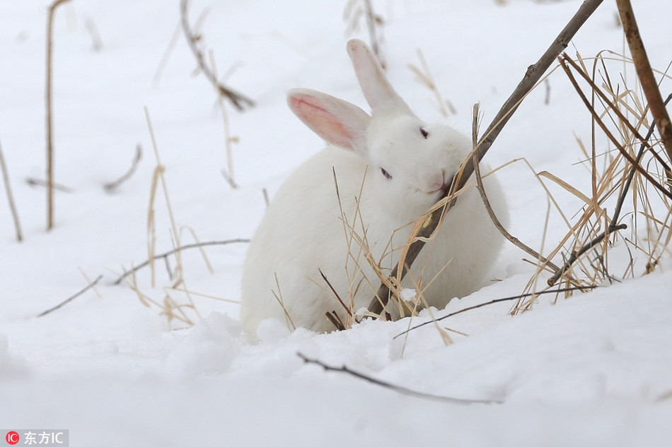 Sau cùng mèo trắng đành đứng từ xa, nhìn ngắm thỏ trắng chơi đùa, nghịch ngợm trong tuyết với ánh mắt buồn bã, không cam lòng.