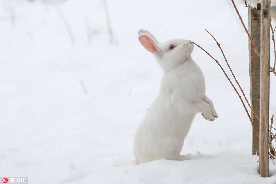 Bị cuốn hút bởi vẻ ngoài dễ thương và đôi mắt đỏ hồng khác biệt của thỏ trắng, con mèo quyết định tiến đến gần và làm quen, ý định cùng thỏ trắng vui đùa.