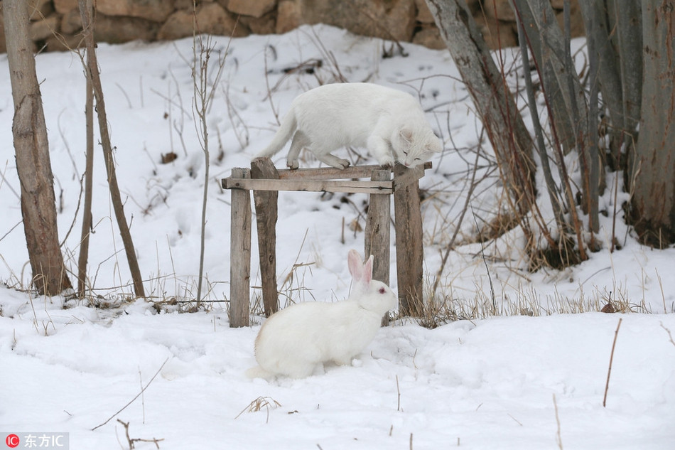 Theo chia sẻ của nhiếp ảnh gia, mèo trắng đang dạo bước trên nền tuyết trắng thì bất ngờ gặp một con thỏ trắng đang nhảy nhót, chơi đùa ngoài trời.