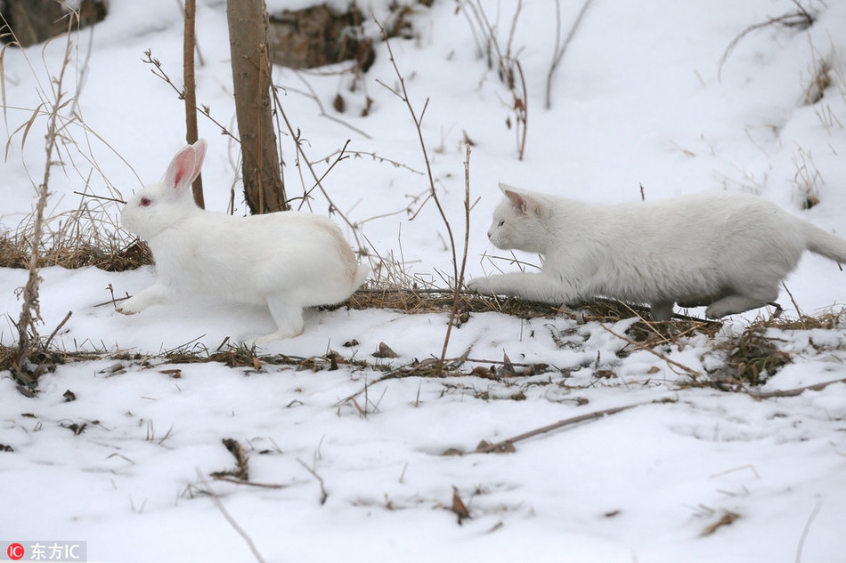 Mặc dù bị bơ, thế nhưng trái với thiên tính "kiêu chảnh" nổi tiếng của loài mèo, con mèo trắng này lại khá kiên nhẫn và quyết định đuổi theo thỏ trắng, quyết làm quen bằng được.