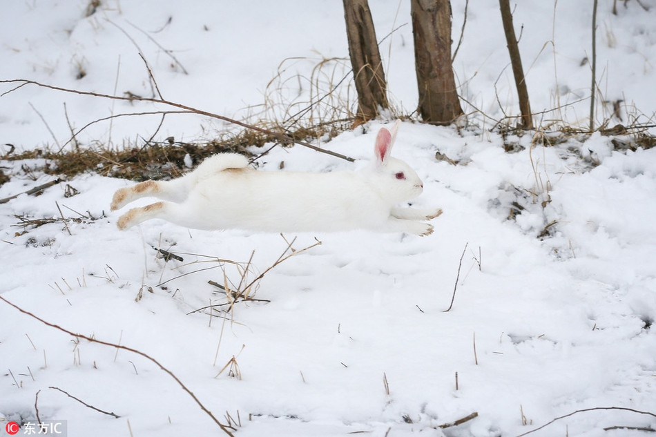 Tuy nhiên, con thỏ trắng vốn không phải thỏ hoang dã, nó thuộc sở hữu của một người đàn ông sống ở quận Edremit và được đưa ra khỏi chuồng để tận hưởng không khí tự nhiên.