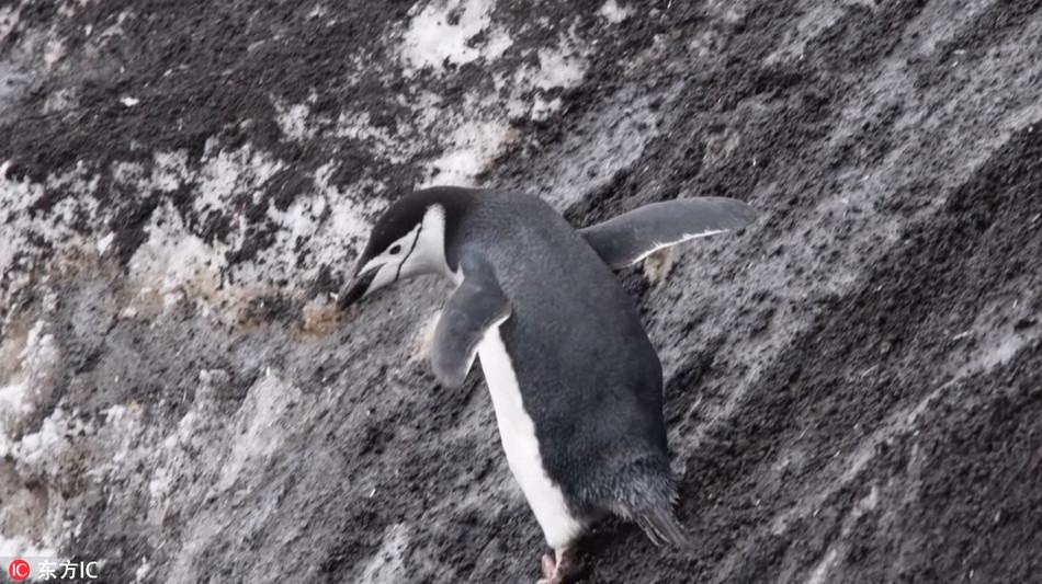 Mới đây, tại quần đảo Shetland ở Nam Cực, nhiếp ảnh gia Juan đã ghi lại được những hình ảnh ấn tượng và thú vị về những con chim cánh cụt sống quanh vùng sườn núi.