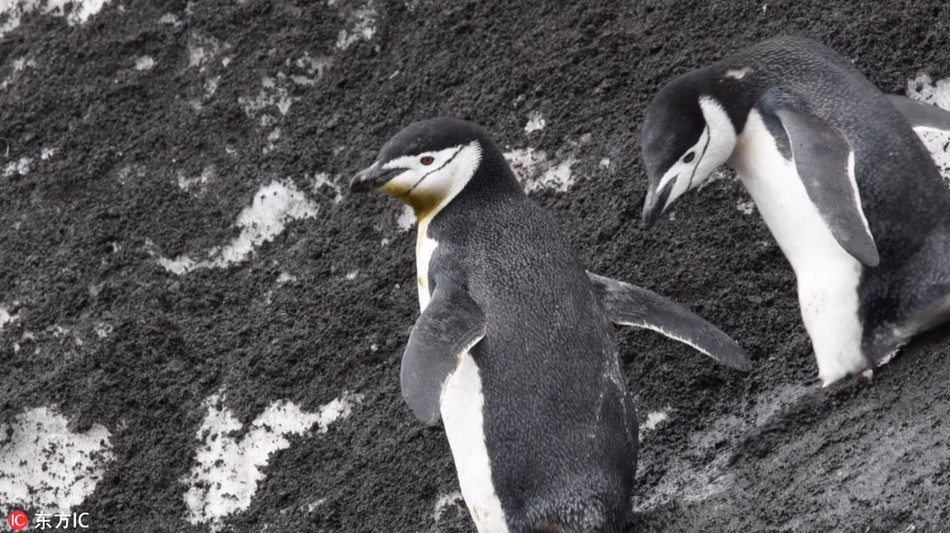 Trong ảnh là khoảnh khắc những con chim cánh cụt đang cố giữ thăng bằng khi di chuyển trên sườn núi dốc lại trơn trượt.