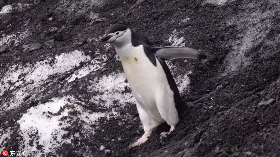 Đầu tiên, chúng dùng chân để thử độ trơn trượt, sau khi cảm thấy nguy hiểm, có thể bị ngã bất cứ lúc nào, chim cánh cụt dùng cả những chiếc cánh nhỏ xíu, vẫy vẫy, cố giữ thăng bằng.