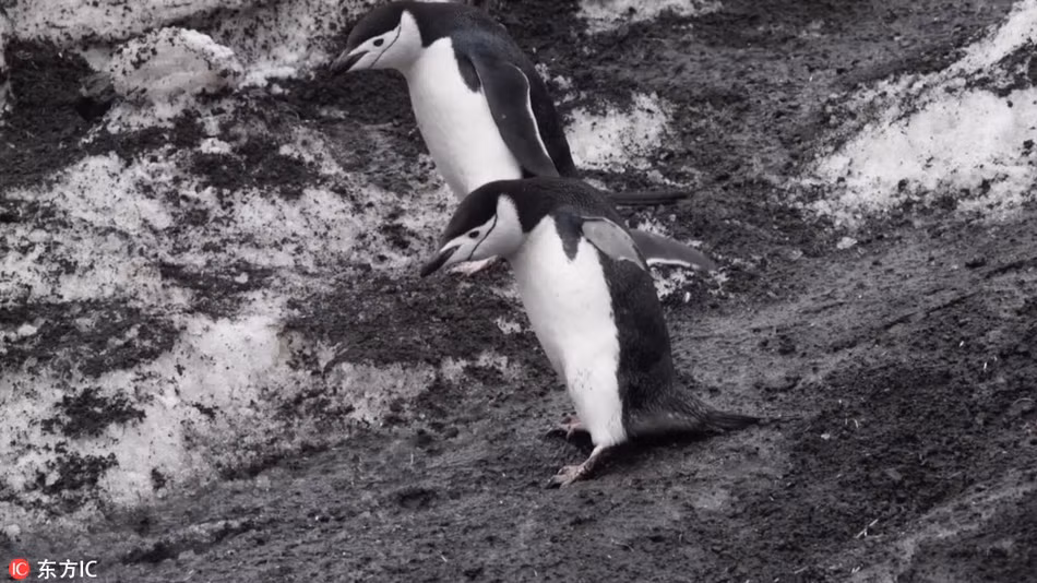 Nhận ra có ống kính nhiếp ảnh gia đang hướng về phía mình, chim cánh cụt cố giữ hình tượng, nó nghiêng người, cẩn thận đi xuống, nhìn qua giống như tư thế của người trượt tuyết.