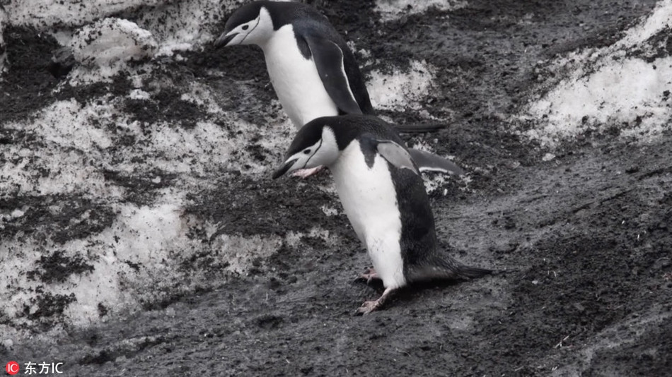 Nhận ra có ống kính nhiếp ảnh gia đang hướng về phía mình, chim cánh cụt cố giữ hình tượng, nó nghiêng người, cẩn thận đi xuống, nhìn qua giống như tư thế của người trượt tuyết.